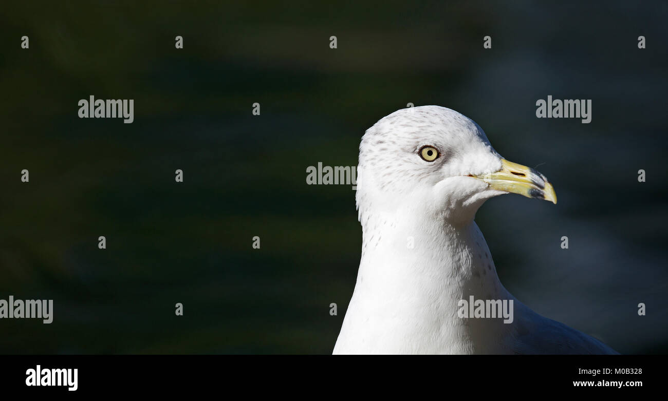 Möwe Kopf Nahaufnahme über dunklen Hintergrund Stockfoto