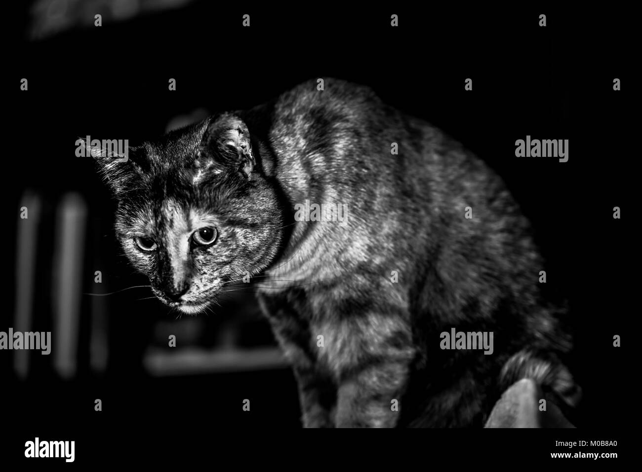 Katze Stockfoto Katze Stockfoto