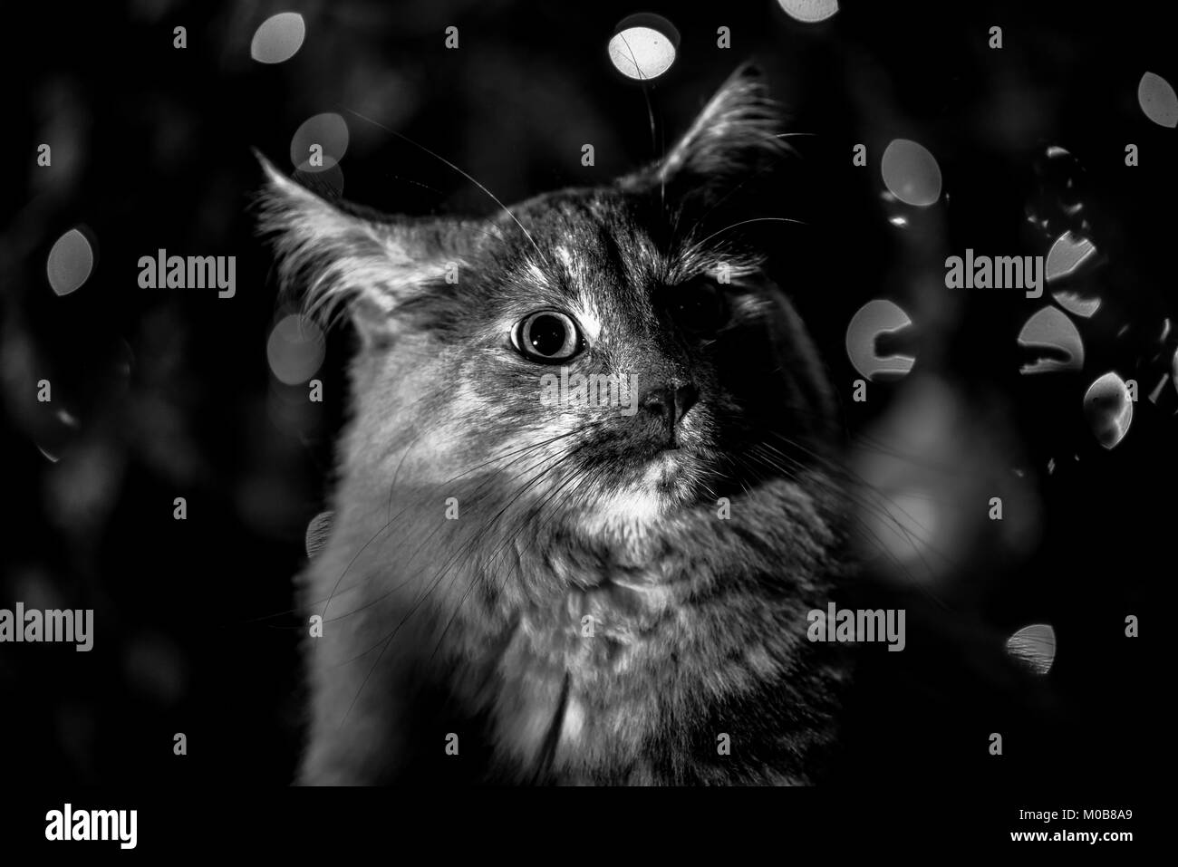 Katze Stockfoto Katze Stockfoto