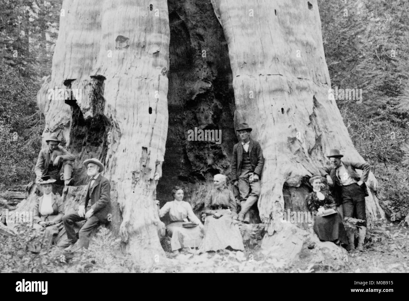 Mutter des Waldes Stockfoto