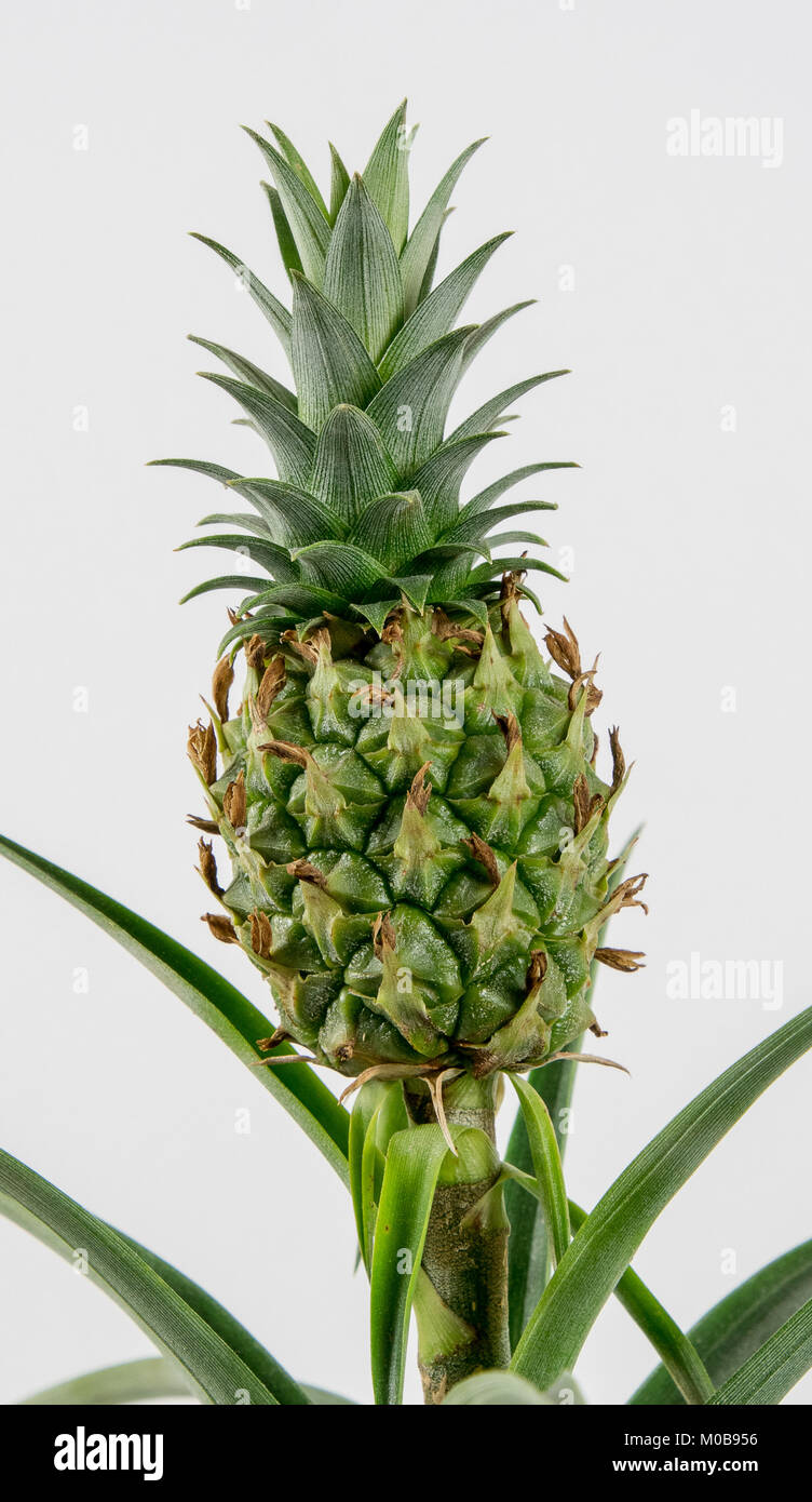 Dekorative Ananaspflanze auf einem weißen Hintergrund. Lateinischer Name Ananas comosus Champaca Stockfoto