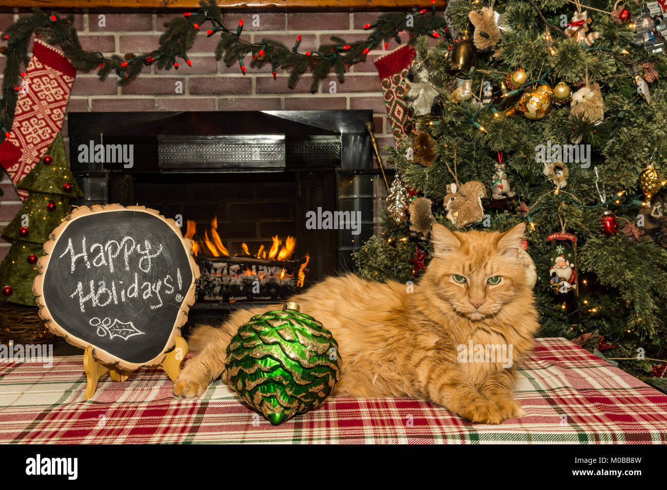 Eine süße Katze Entspannen am Kamin Stockfoto