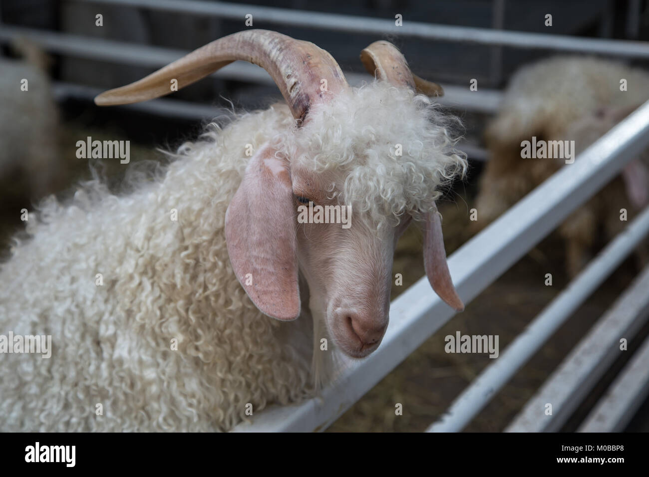Mohair Ziege - Angoraziege in Farm Stockfoto