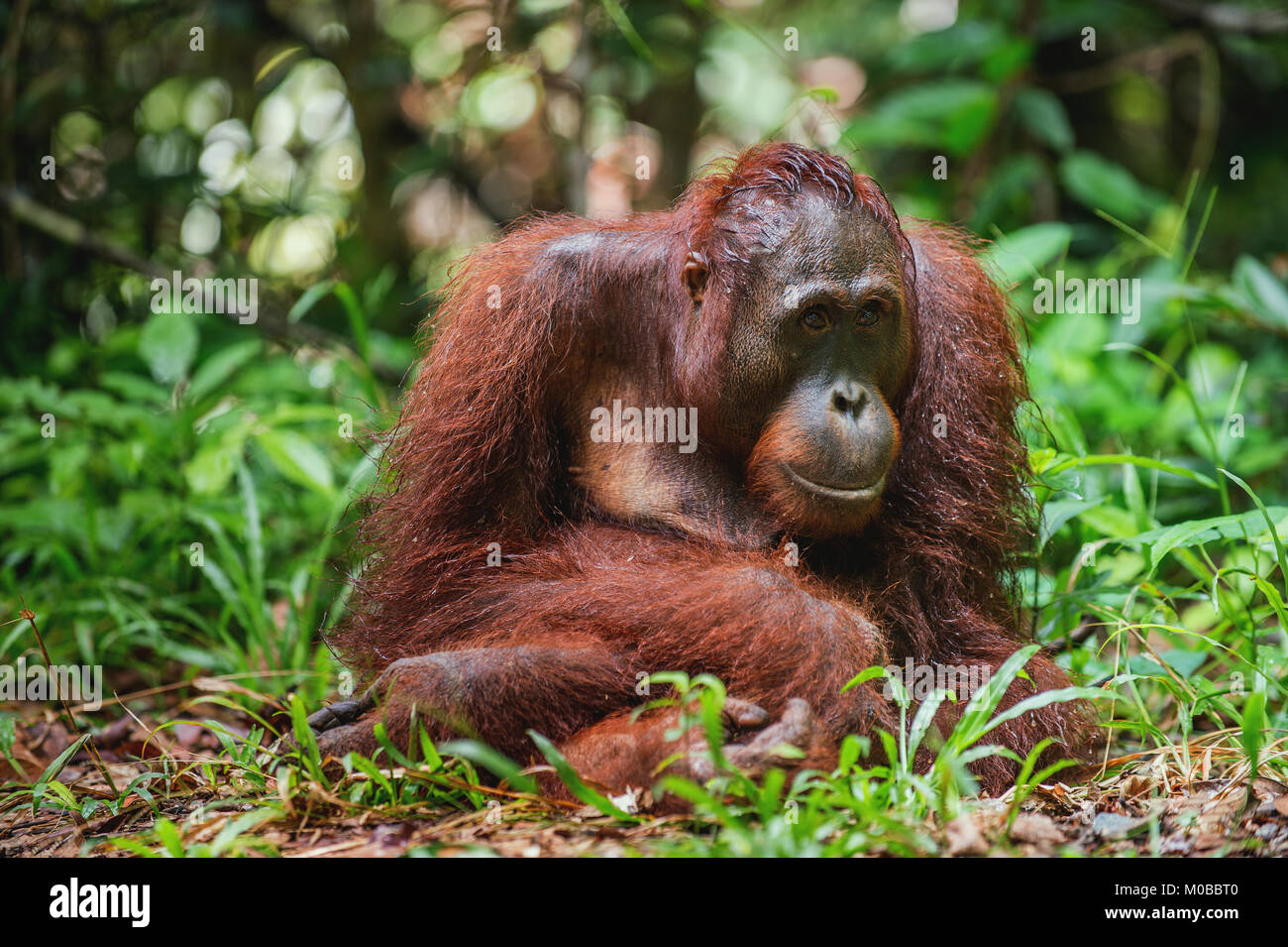 Eine Nahaufnahme Portrait des Bornesischen Orang-utan (Pongo pygmaeus). Die wilde Natur. Zentrale bornesischen Orang-utan (Pongo pygmaeus wurmbii) im natürlichen Lebensraum. T Stockfoto