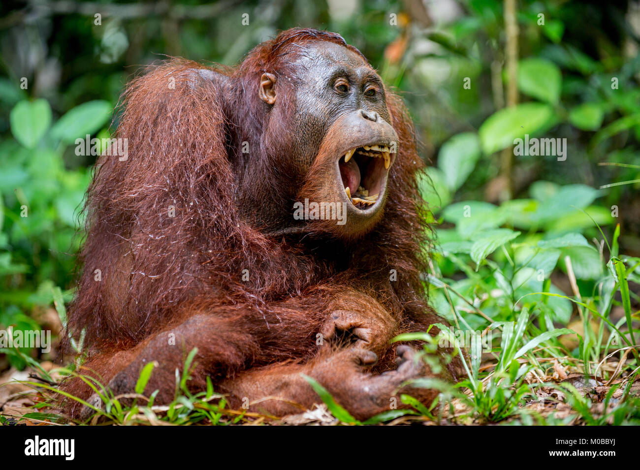 Eine Nahaufnahme Portrait des Bornesischen Orang-utan (Pongo pygmaeus) mit offenen Mund. Die wilde Natur. Zentrale bornesischen Orang-utan (Pongo pygmaeus wurmbii) in Na Stockfoto
