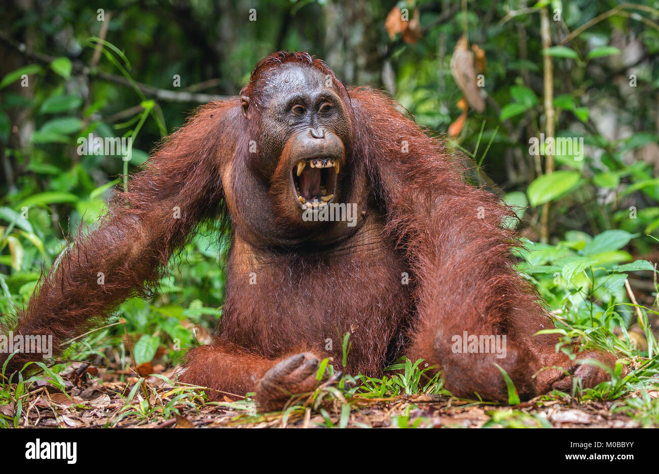 Eine Nahaufnahme Portrait des Bornesischen Orang-utan (Pongo pygmaeus) mit offenen Mund. Die wilde Natur. Zentrale bornesischen Orang-utan (Pongo pygmaeus wurmbii) in Na Stockfoto
