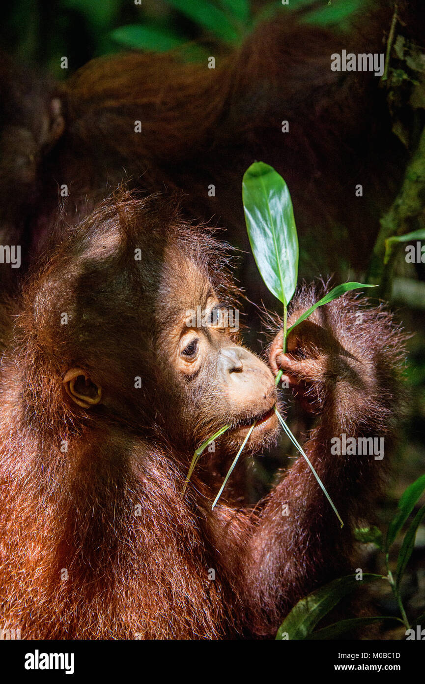 Cub von Bornesischen Orang-utan in einen natürlichen Lebensraum. Bornesischen Orang-utan (Pongo pygmaeus wurmbii) in der wilden Natur. Regenwald der Insel Borneo. Indonesien. Stockfoto