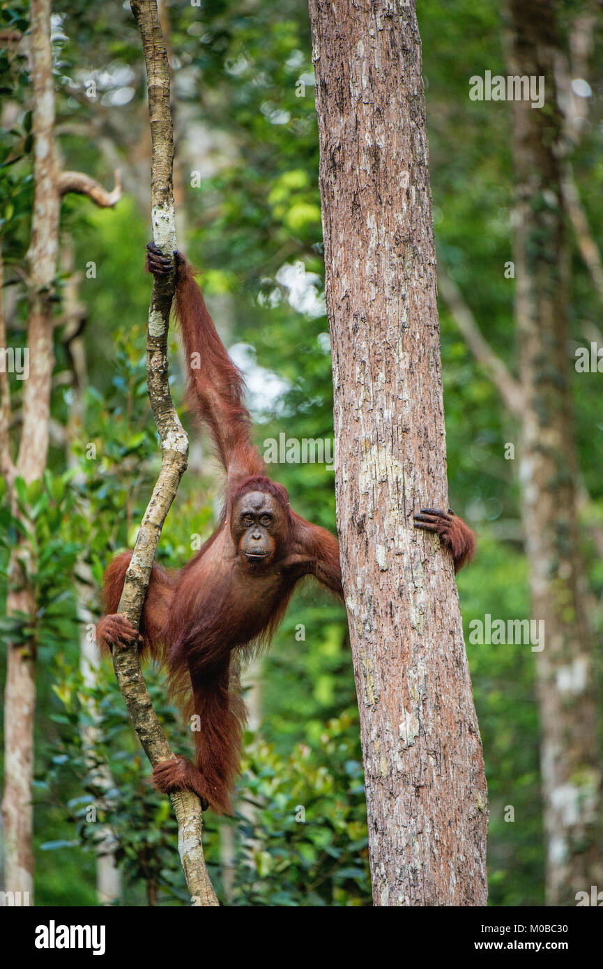 Junge männliche des Bornesischen Orang-utan im Baum einen natürlichen Lebensraum. Bornesischen Orang-utan (Pongo pygmaeus wurmbii) in der wilden Natur. Regenwald der Insel Stockfoto