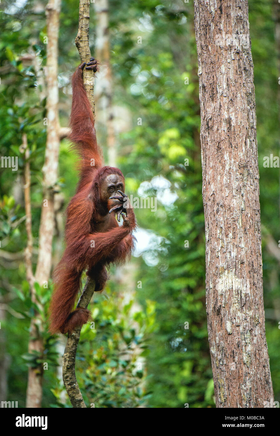Junge männliche des Bornesischen Orang-utan im Baum einen natürlichen Lebensraum. Bornesischen Orang-utan (Pongo pygmaeus wurmbii) in der wilden Natur. Regenwald der Insel Stockfoto
