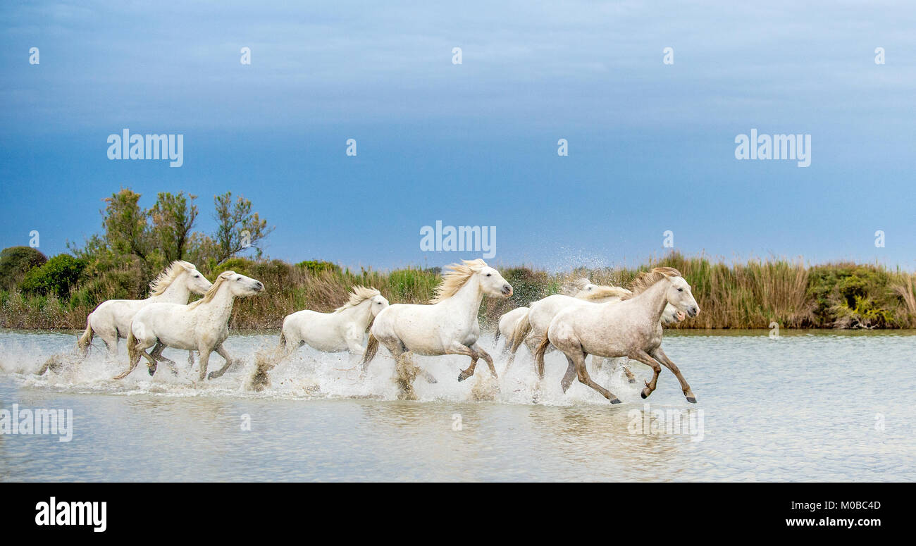 Weiße Camargue Pferde galoppieren durch Wasser. Parc Regional de Camargue - Provence, Frankreich Stockfoto