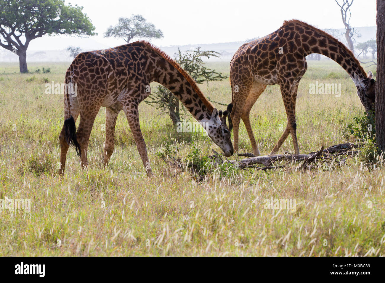 Die Giraffe (GIRAFFA), Gattung der Afrikanischen selbst-toed ungulate Säugetiere, die größten lebenden Landtiere und die größte Wiederkäuer, Teil der Big Fiv Stockfoto