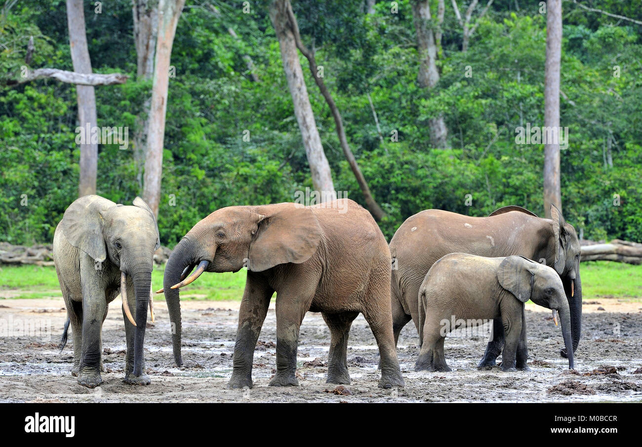 Die Afrikanischen Wald Elefant, Loxodonta africana cyclotis (Wald Wohnung Elefant) der Congo Basin. Auf der Dzanga Kochsalzlösung (a forest Clearing) Zentrale Stockfoto