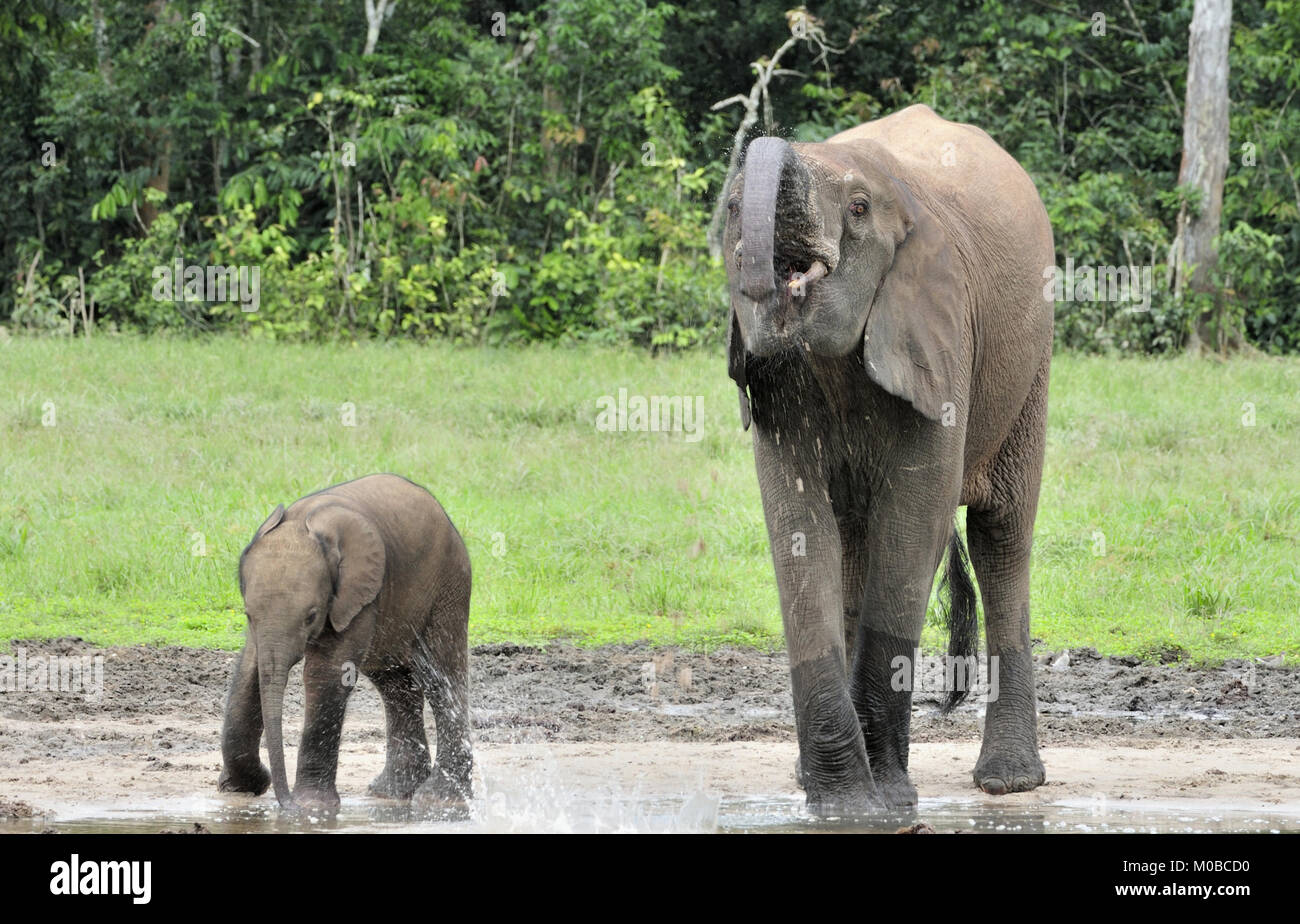 Der Elefant Kalb und elefantenkuh der Afrikanischen Wald Elefant, Loxodonta africana cyclotis. Auf der Dzanga Kochsalzlösung (eine Lichtung) Zentralafrikanische Stockfoto