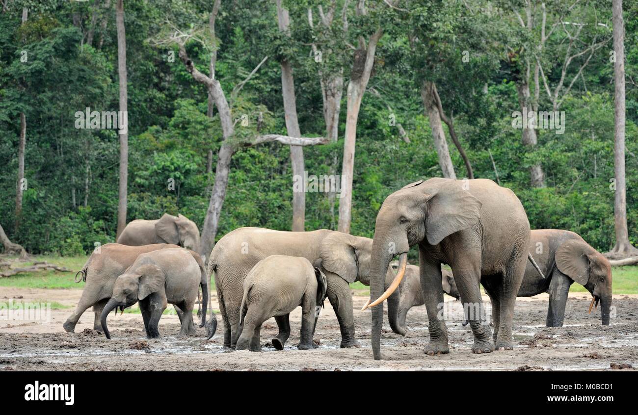 Die Afrikanischen Wald Elefant, Loxodonta africana cyclotis (Wald Wohnung Elefant) der Congo Basin. Auf der Dzanga Kochsalzlösung (a forest Clearing) Zentrale Stockfoto