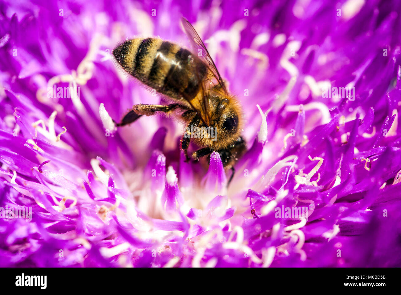 Stokesia laevis Honeysong Purple Stokesia Blume Biene in Blume Nahaufnahme Biene auf der Suche in Bloom Closeup APIs mellifera Insekten Europäische Honigbiene Fütterung Stockfoto