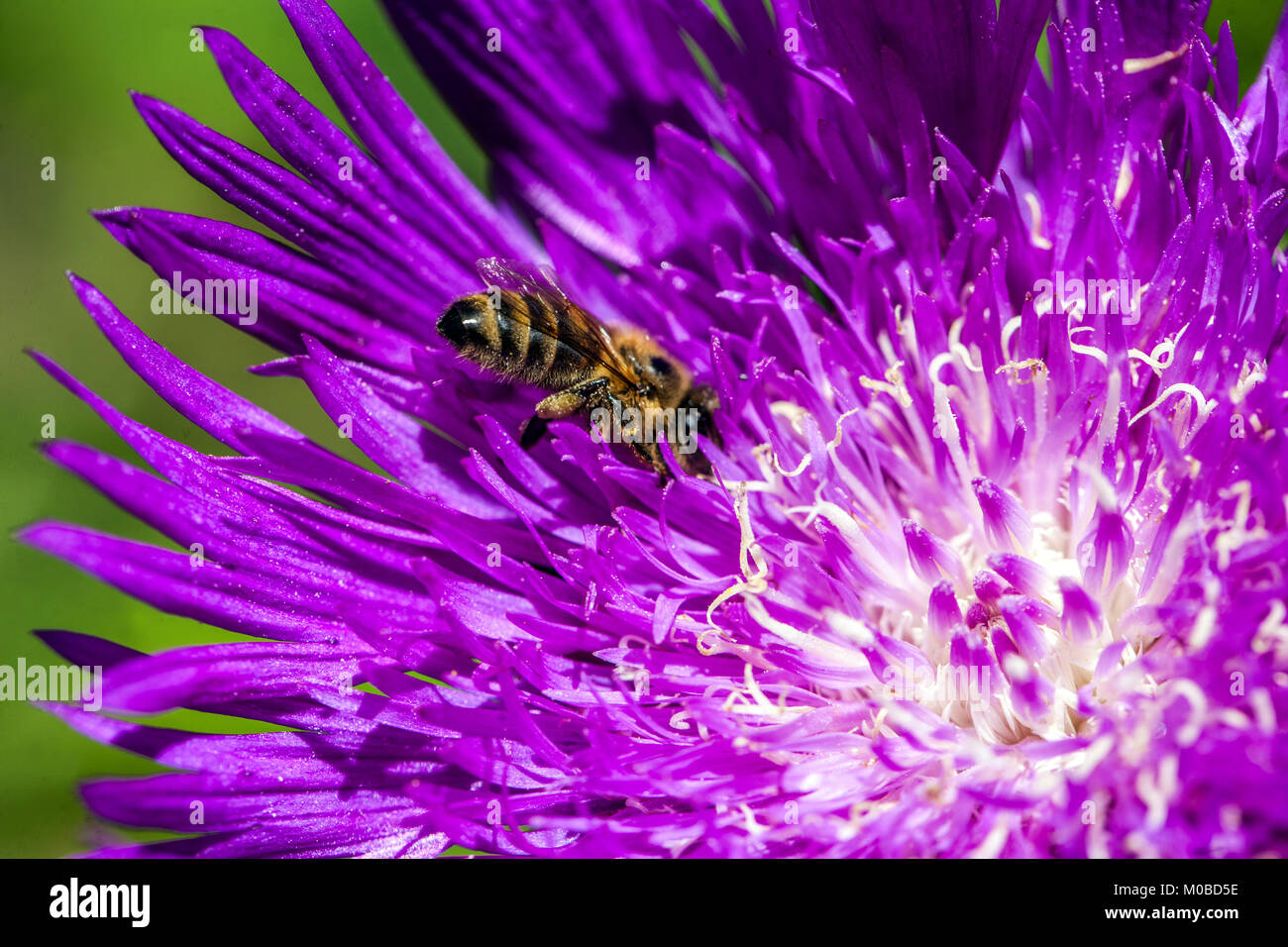 Stokesia laevis 'Honeysong Purple', Biene auf Lila Blume schließen Stockfoto