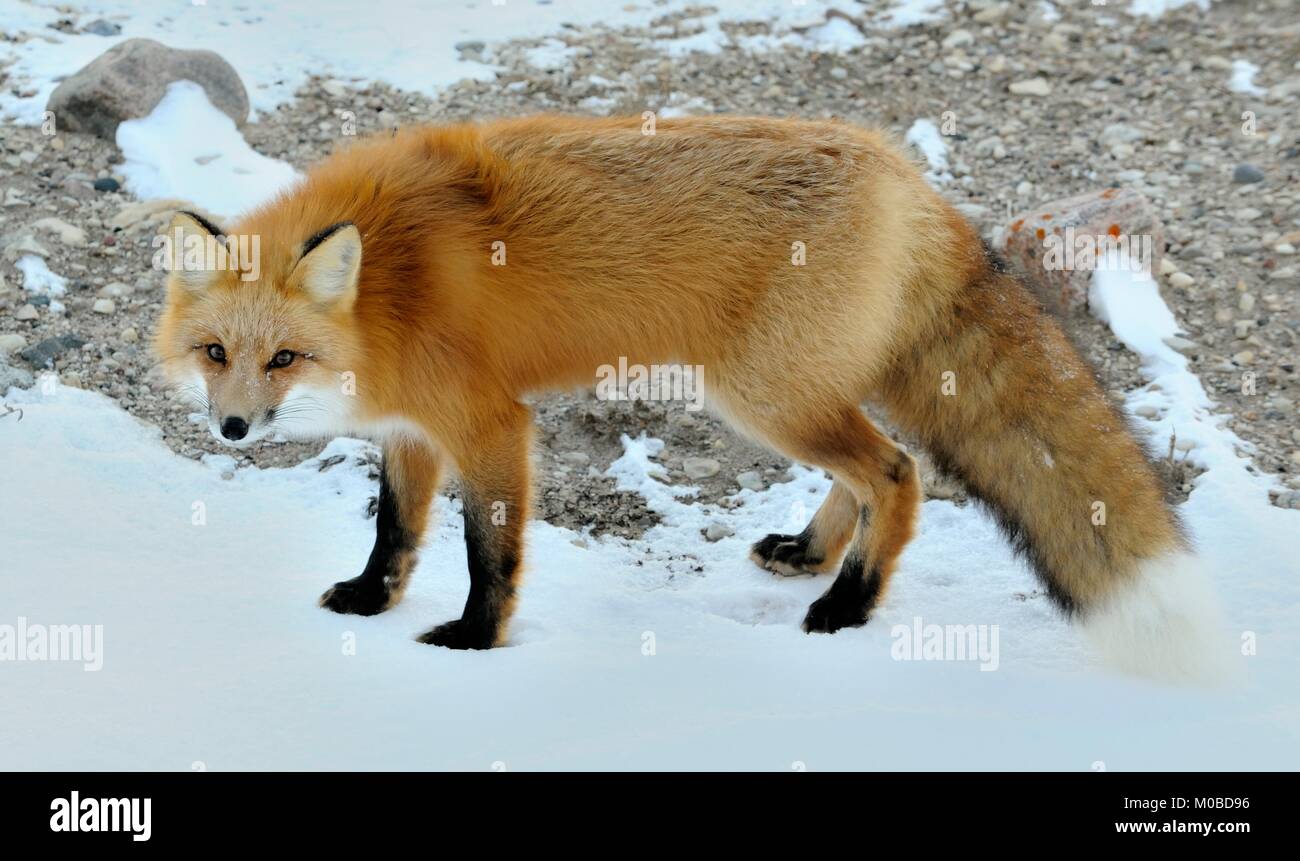 Closeup Portrait auf Red Fox, Vulpes vulpes in einem Winter Stockfoto