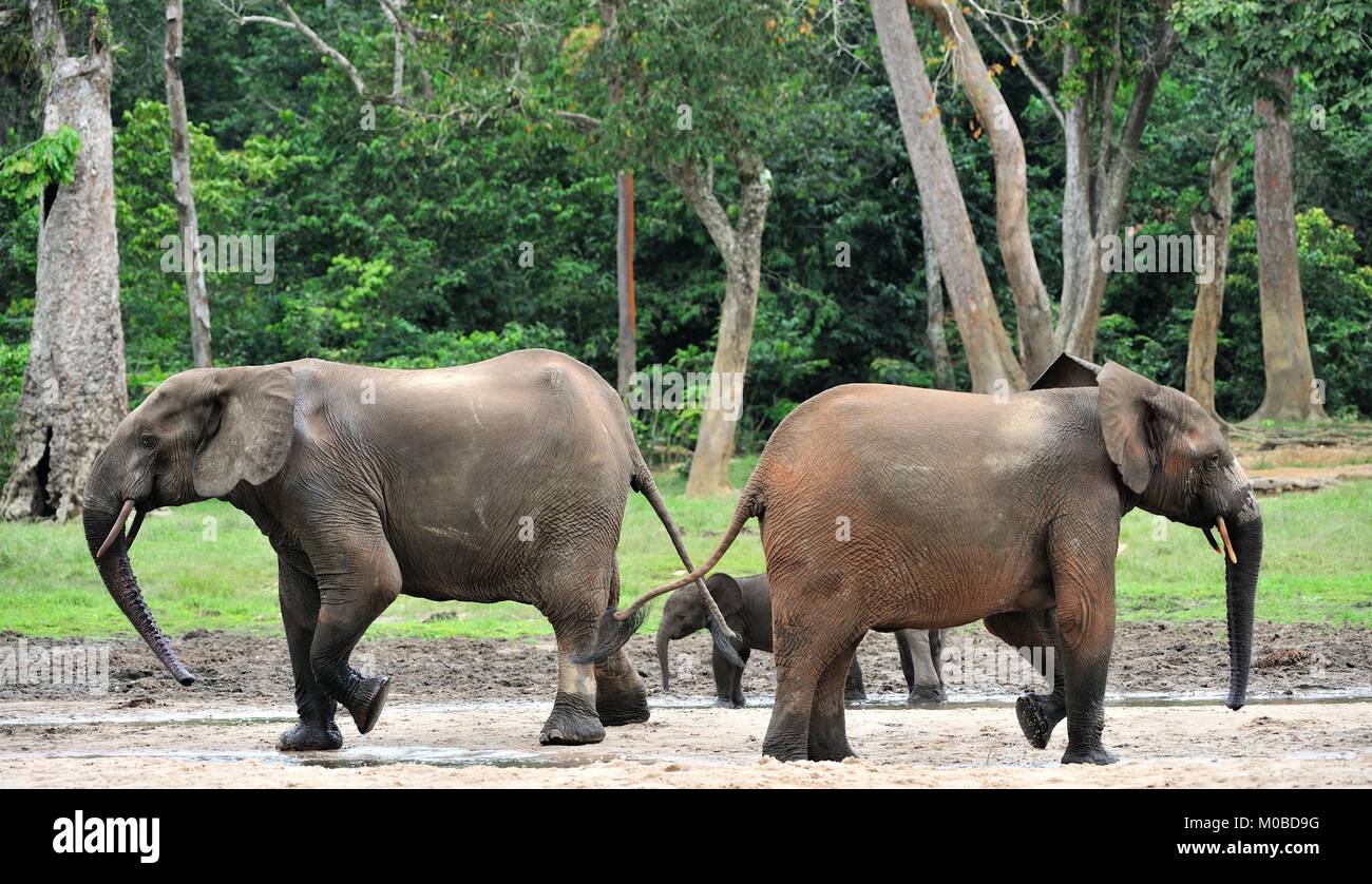 Die Afrikanischen Wald Elefant, Loxodonta africana cyclotis (Wald Wohnung Elefant) der Congo Basin. Auf der Dzanga Kochsalzlösung (a forest Clearing) Zentrale Stockfoto