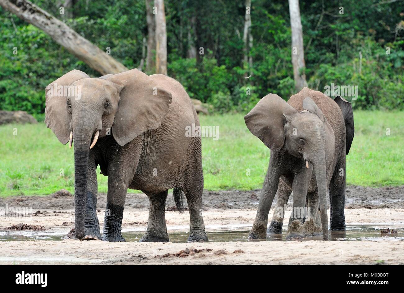 Die Afrikanischen Wald Elefant, Loxodonta africana cyclotis (Wald Wohnung Elefant) der Congo Basin. Auf der Dzanga Kochsalzlösung (a forest Clearing) Zentrale Stockfoto