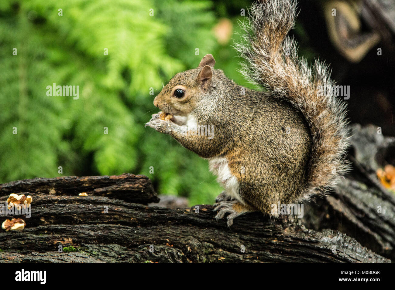Ein Eichhörnchen thront auf einem Baumstamm essen Walnüsse Stockfoto