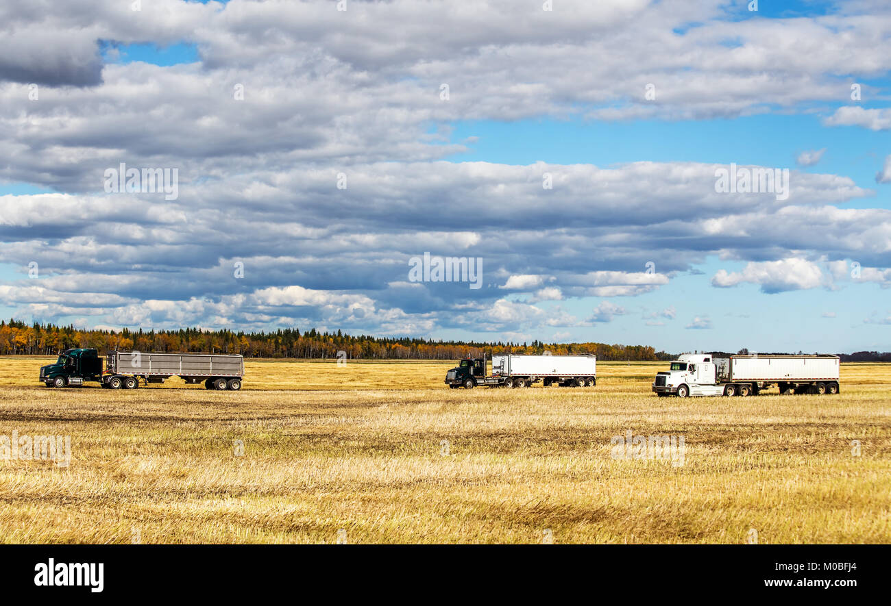 Drei schwere Lastwagen und Anhänger in einem goldenen geernteten Feld unter einem bewölkten und sonnige Landschaft Herbst Landschaft geparkt Stockfoto