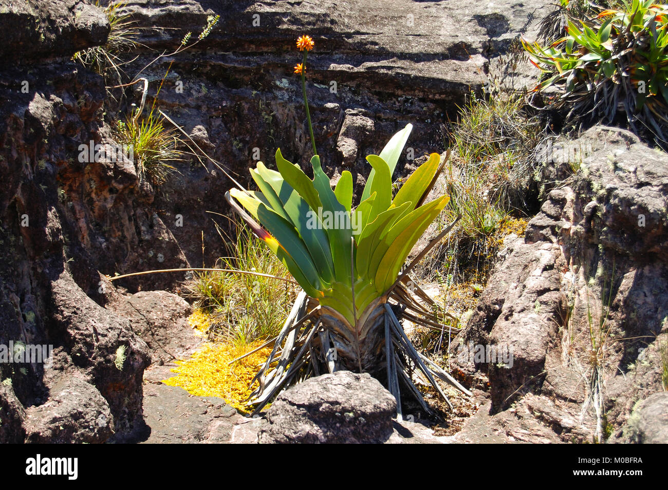 Stegolepis Guianensis Anlage - Roraima - Venezuela Stockfoto