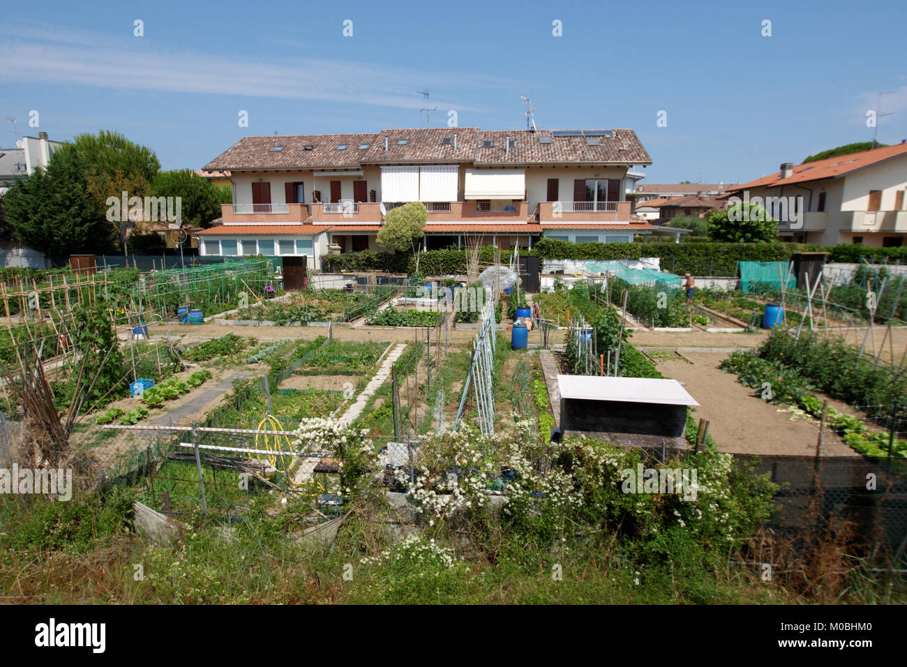 Provinz von Rimini, Italien, 15. Juni 2017: die Menschen in Gärten arbeiten. Die Küche Garten - l'orto - ist ein unverzichtbarer Teil der Italienischen countr Stockfoto