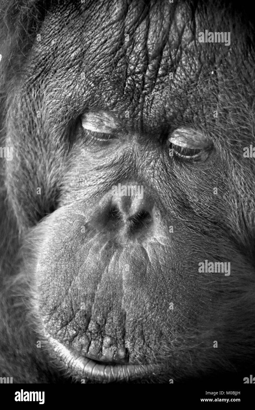 Männliche Orang-utan (Bornesischen Orang-utan) bei Kansas City Zoo Orang-utan Vordach Stockfoto