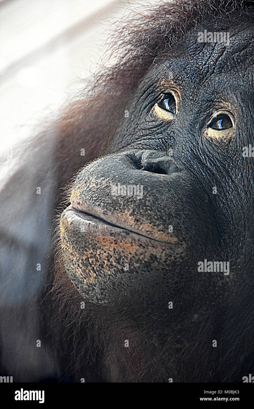 Weibliche Orang-utan (Bornesischen Orang-utan) bei Kansas City Zoo Orang-utan Vordach Stockfoto