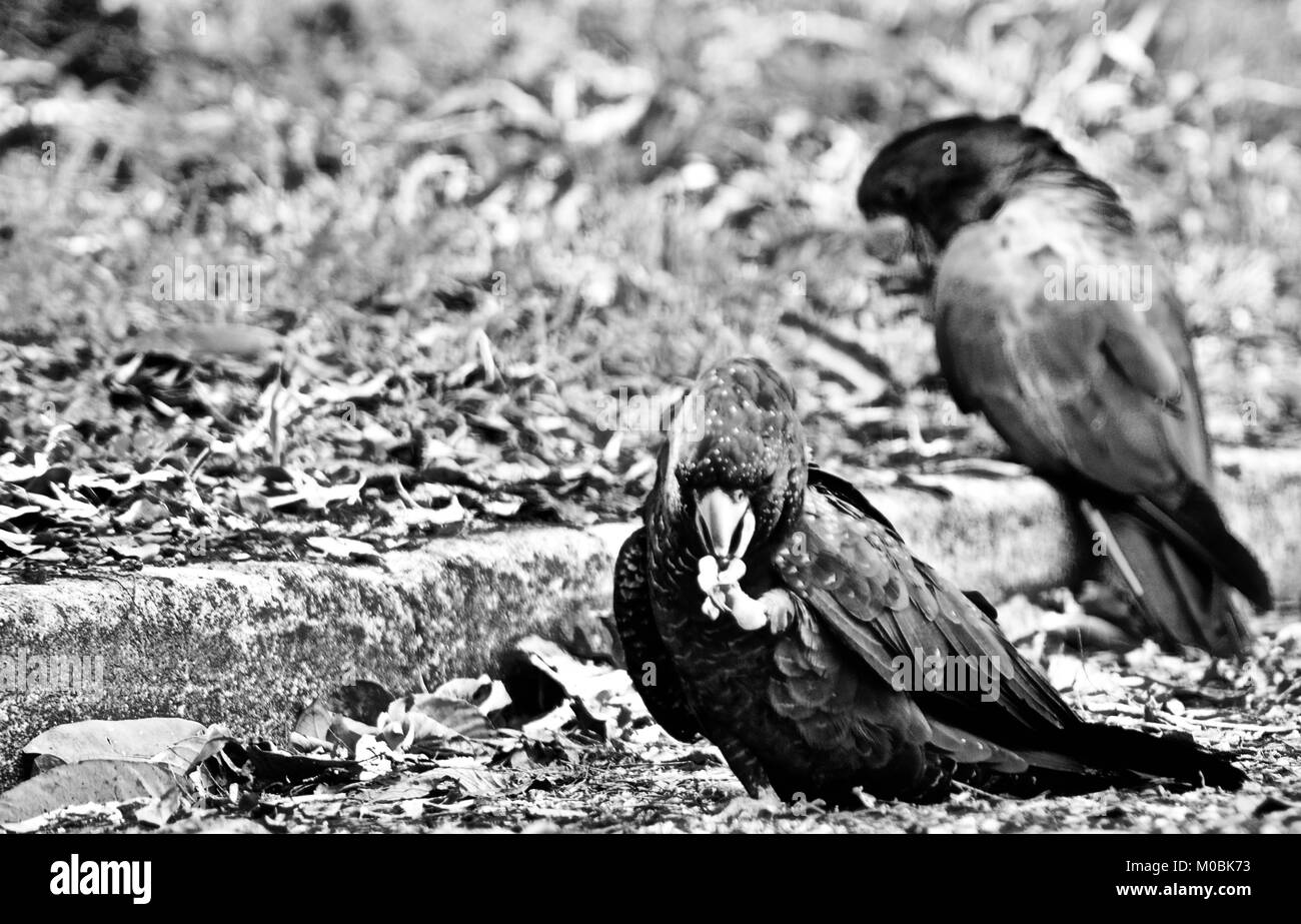 Red-tailed black Cockatoo (Calyptorhynchus banksii) essen Samen auf einer Straße, Schwarzweiß (Graustufen) Bild, Townsville, Queensland, Australien Stockfoto