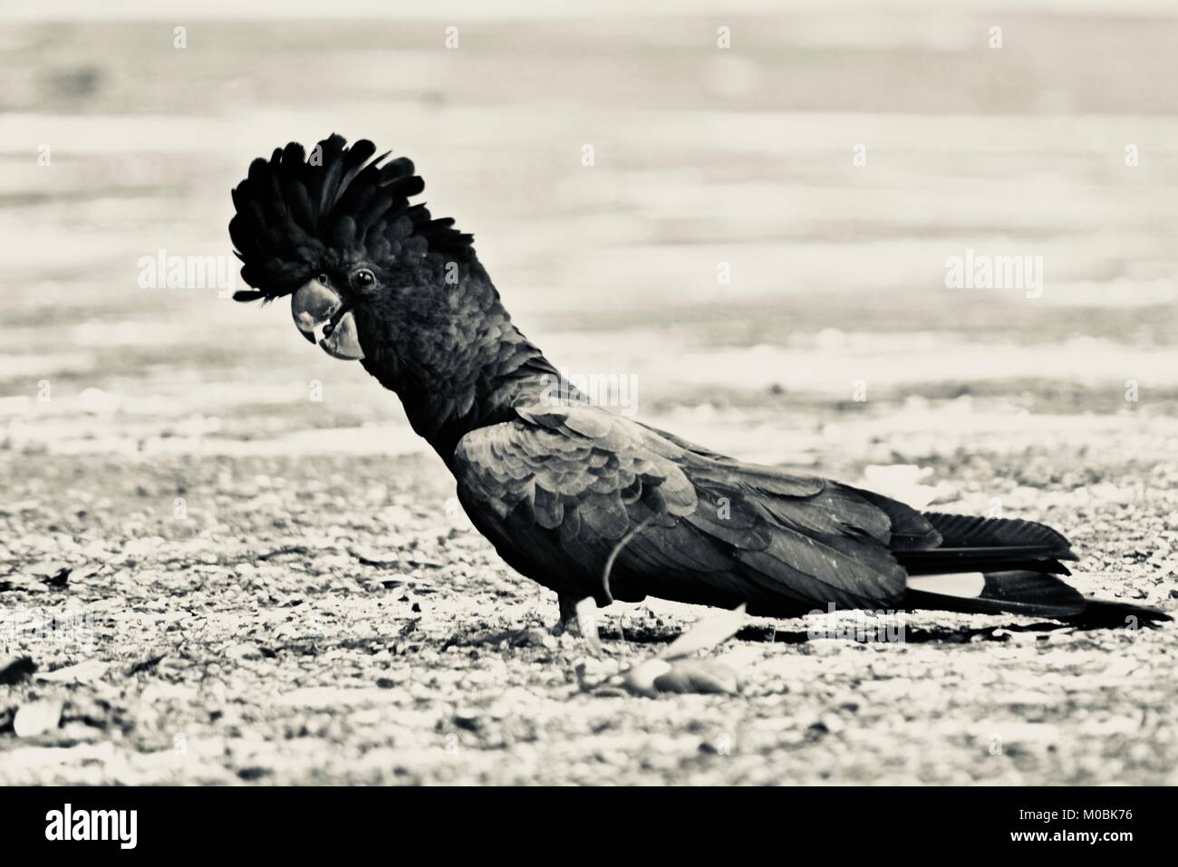 Red-tailed black Cockatoo (Calyptorhynchus banksii) essen Samen auf einer Straße, Schwarzweiß (Graustufen) Bild, Townsville, Queensland, Australien Stockfoto