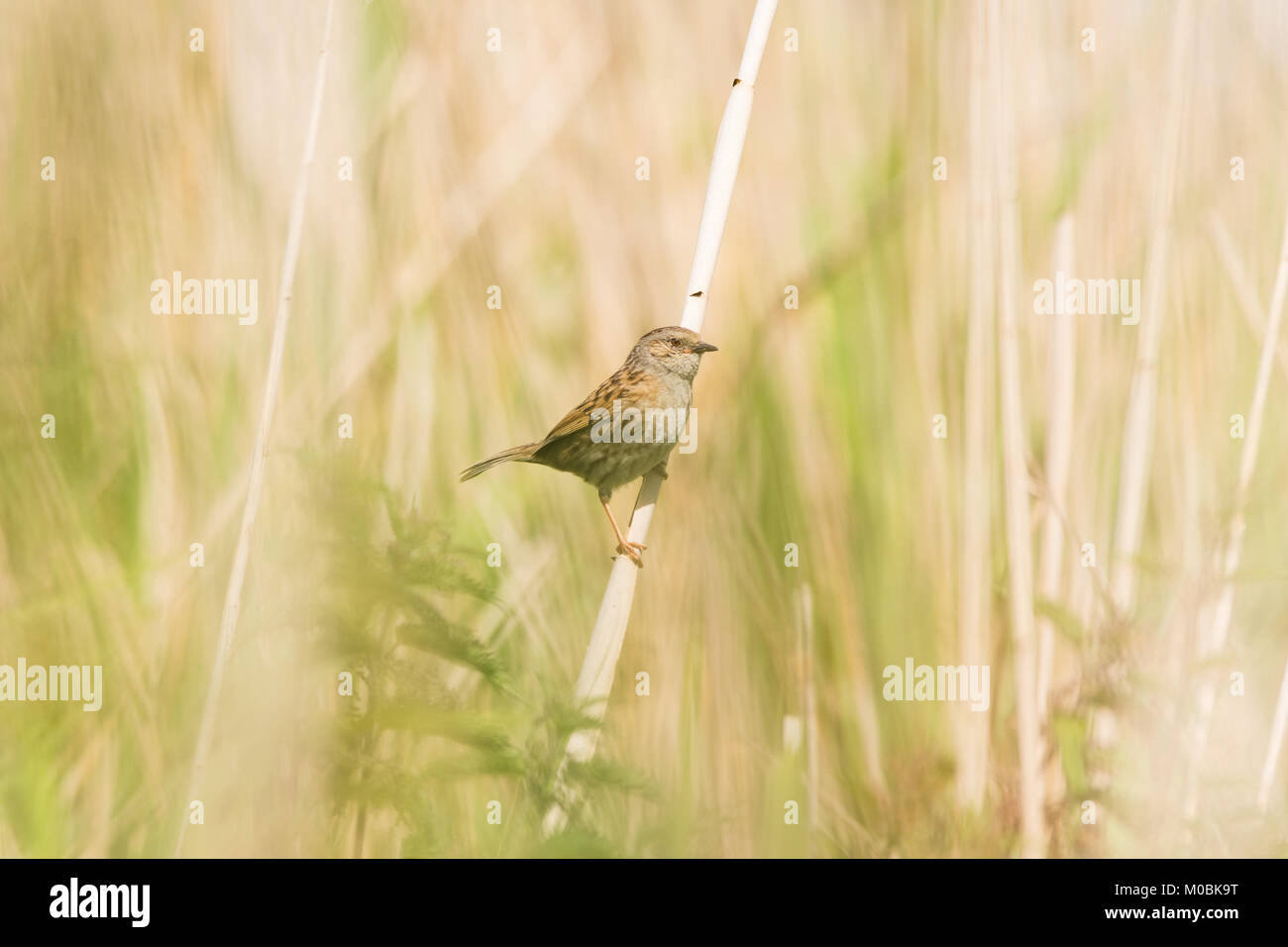 Heckenbraunelle Stockfoto