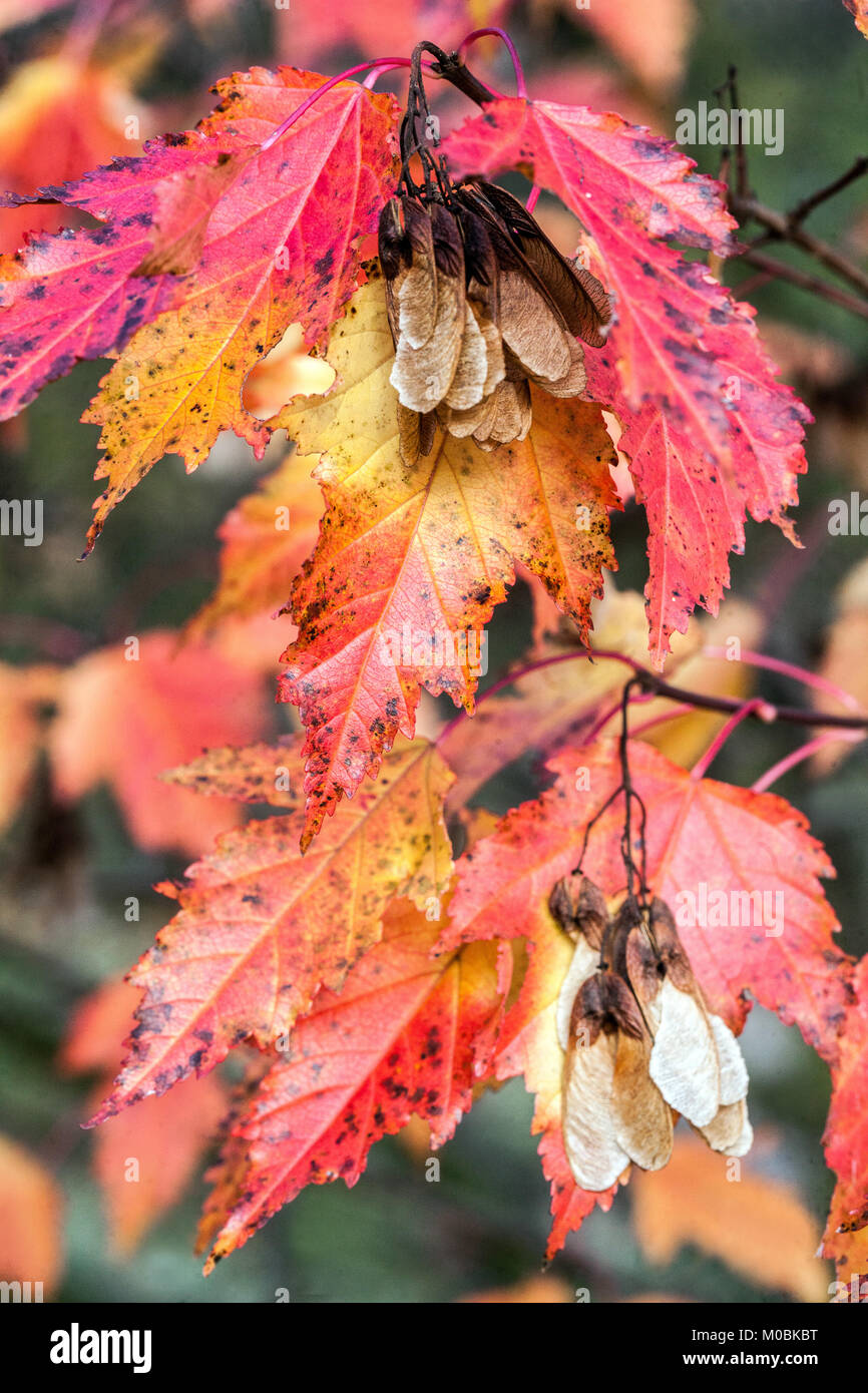 Acer Ginnala tataricum, Tatarisch Ahorn oder Tatarischen Ahorn, Blätter im Herbst Stockfoto