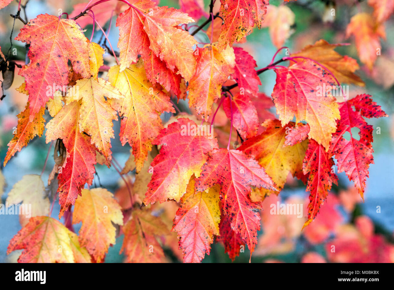 Acer tataricum ginnala, Tataren Ahorn oder Tataren Ahorn, Garten Laub Herbst rote Blätter Stockfoto