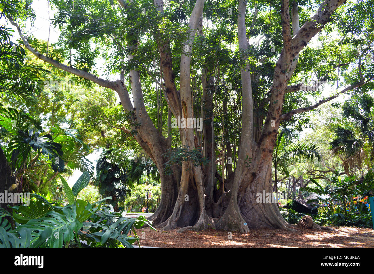 Baum breite Amtsleitung in einem Wald Stockfoto