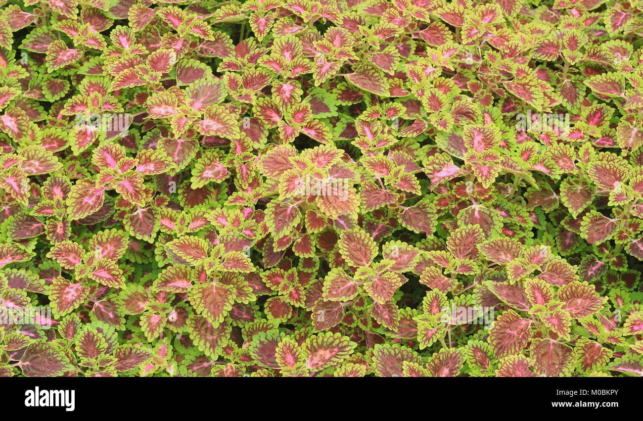 Coleus, lackiert Brennnessel Stockfoto