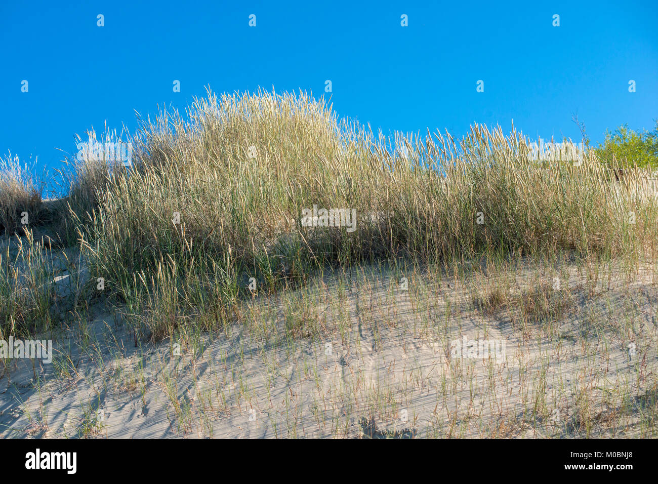 Curvy wilde Gräser auf Sanddünen über blauen Himmel Stockfoto