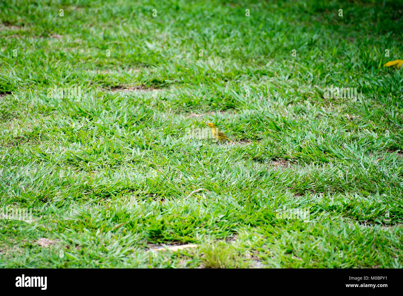 Der kleine gelbe vogel Holding Zweig mit dem Schnabel auf dem Gras Stockfoto