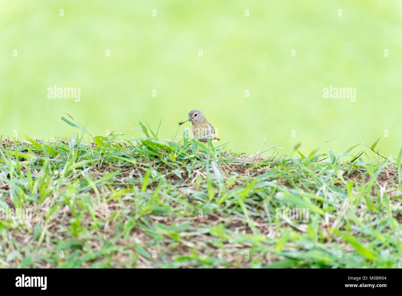 Kleiner Vogel holding Zweig mit dem Schnabel ein Nest zu machen Stockfoto
