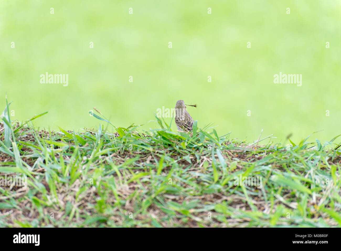 Kleiner Vogel holding Zweig mit dem Schnabel ein Nest zu machen Stockfoto