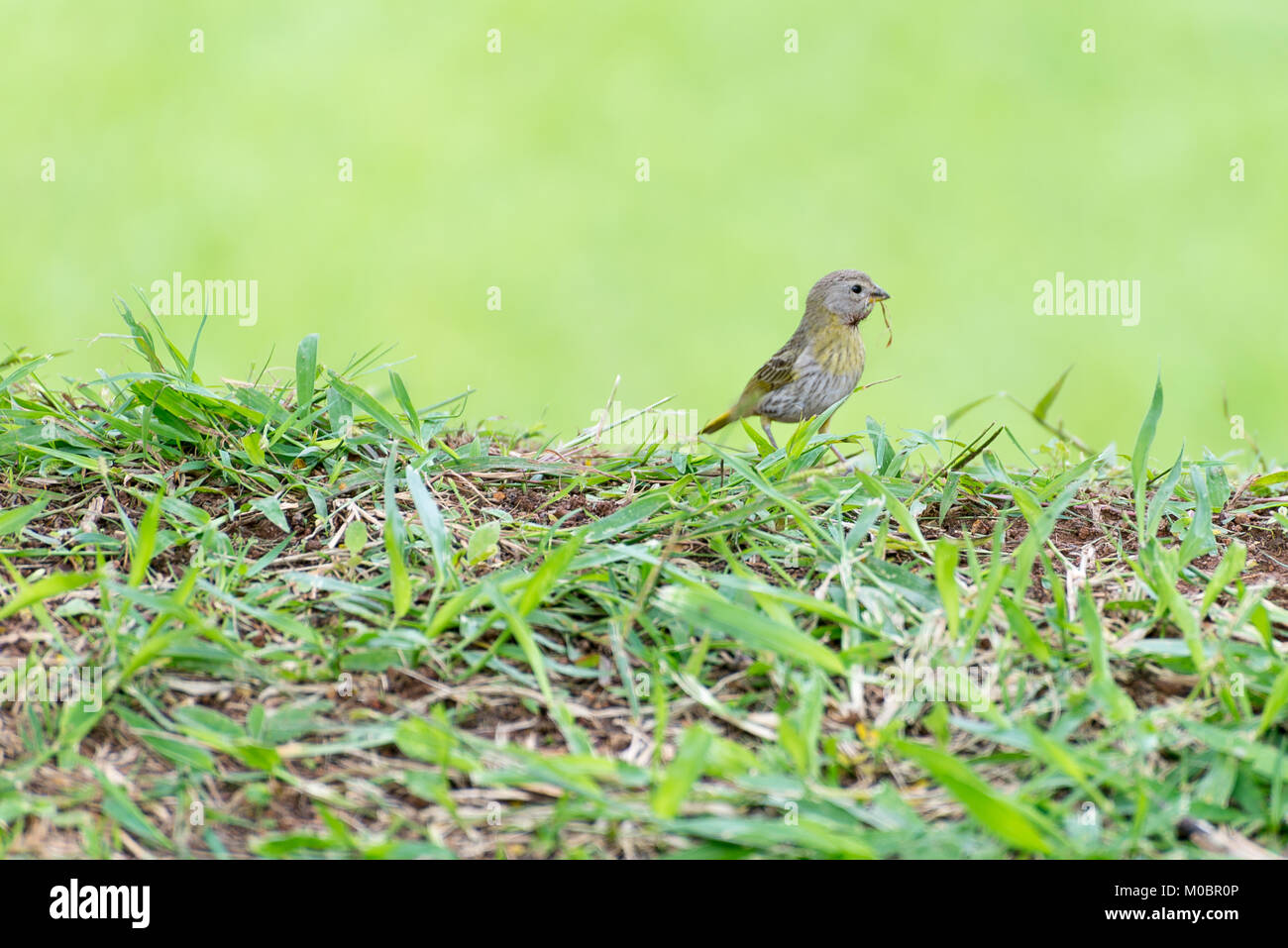 Kleiner Vogel holding Zweig mit dem Schnabel ein Nest zu machen Stockfoto