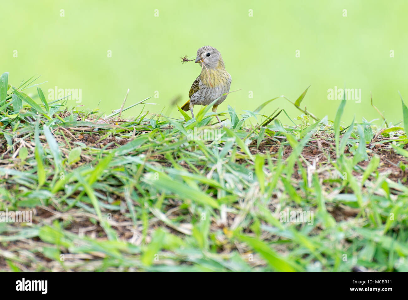 Kleiner Vogel holding Zweig mit dem Schnabel ein Nest zu machen Stockfoto