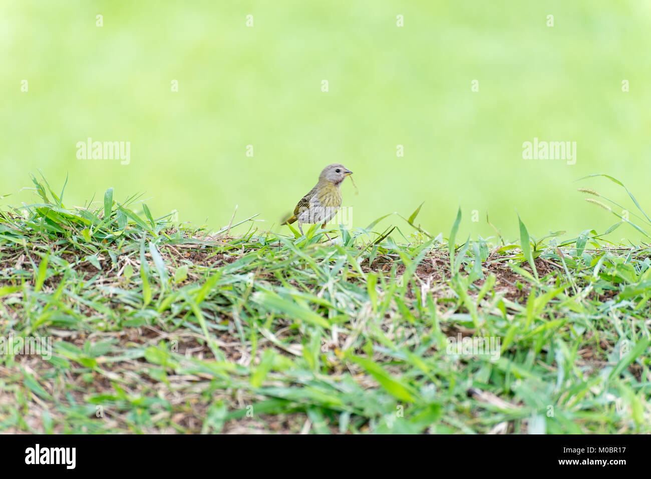 Kleiner Vogel holding Zweig mit dem Schnabel ein Nest zu machen Stockfoto
