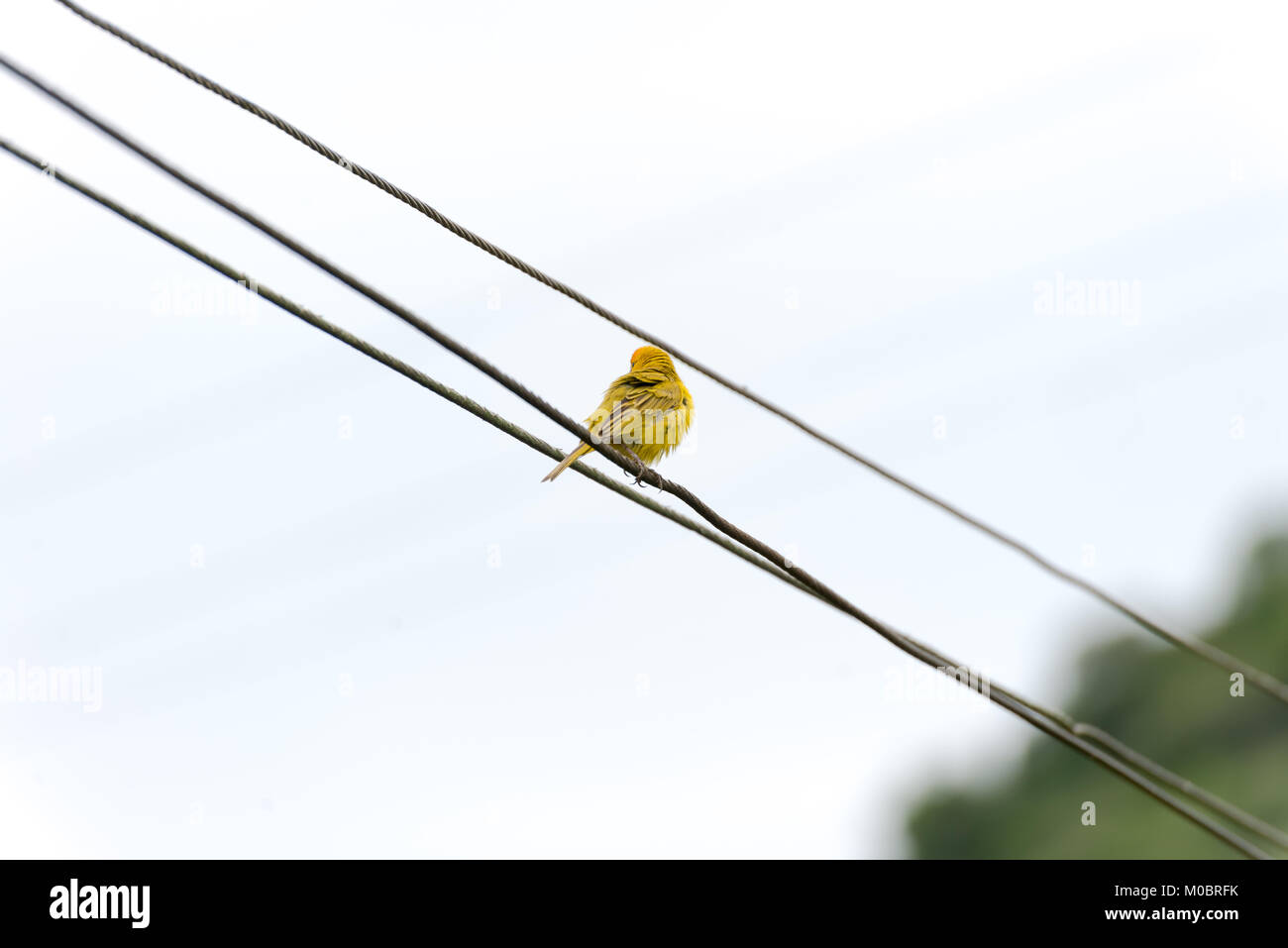 Die Rückseite des Atlantik kanarische thront auf einem electric power line Stockfoto