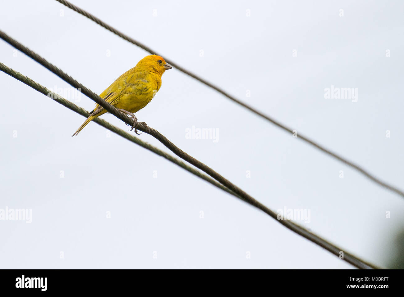 Gelbe Atlantik kanarische thront auf einem electric power line Stockfoto