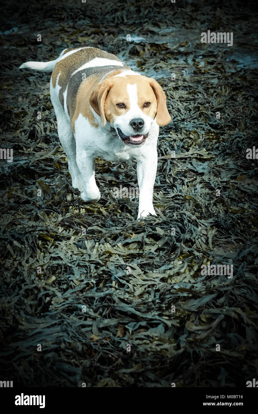 Hund am Strand von [Songbook] Bay, Yorkshire, Großbritannien. Familie Haustier, Beagle, Übergewicht, glücklich. Stockfoto