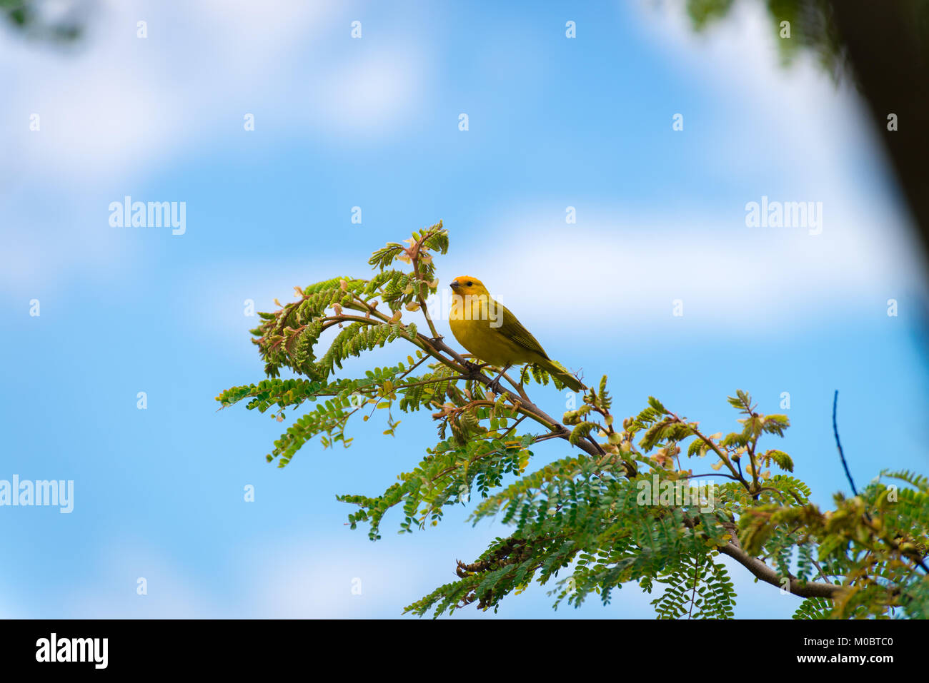 Männliche kanarischen Insel auf einem Baum in der Natur posing Stockfoto
