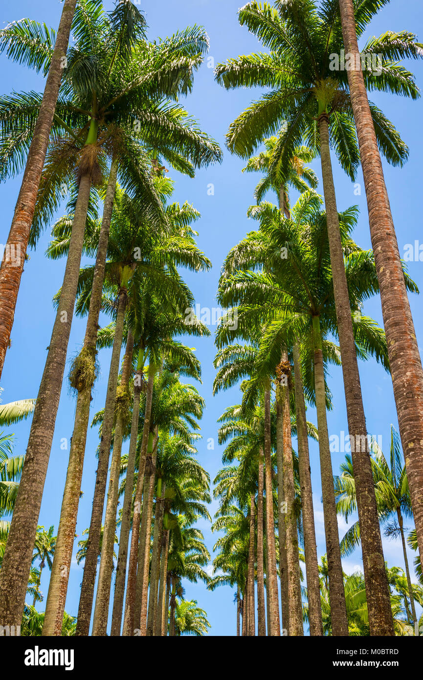 Royal Avenue von hohen Palmen hoch in hell Blau tropischen Himmel in Rio de Janeiro, Brasilien Stockfoto