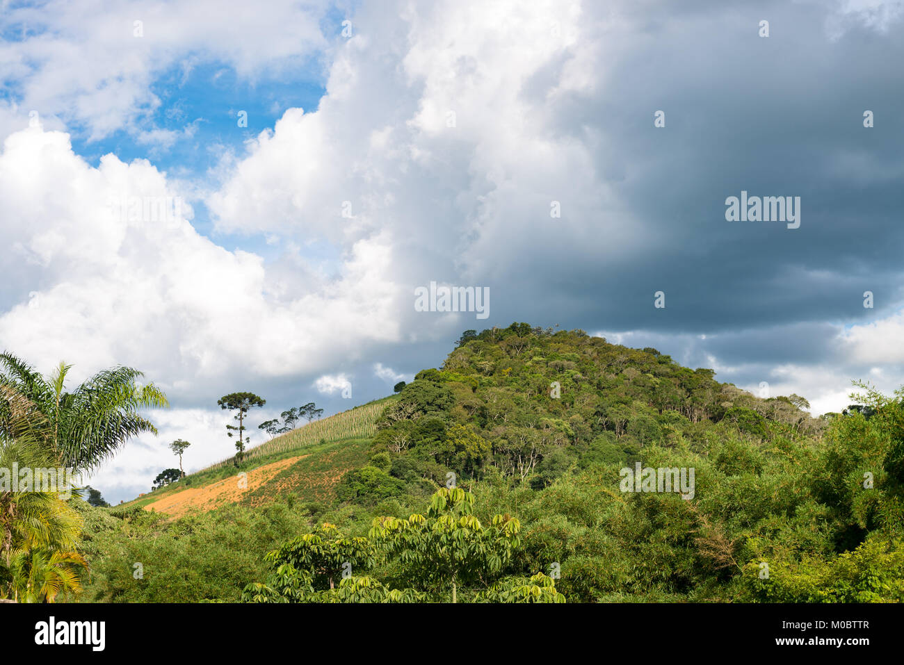 Blick auf die Berglandschaft mit araucaria Baum auf dem Hintergrund Stockfoto