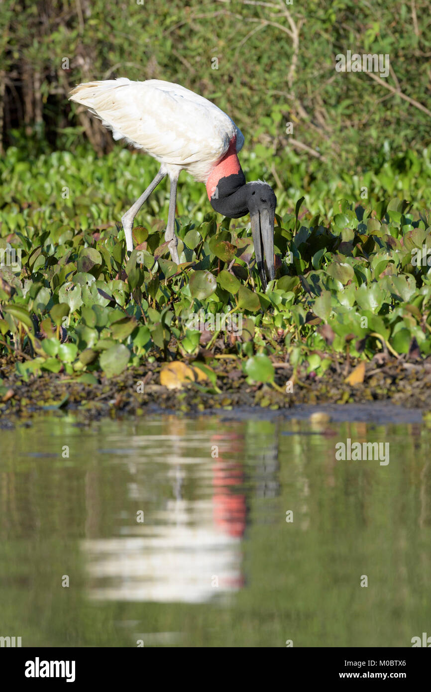 Jabiru-storches (Jabiru mycteria) Nahrungssuche am Flussufer. Pantanal, Brasilien. Stockfoto